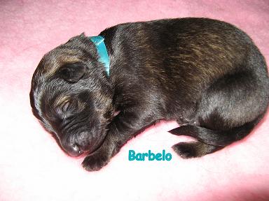 Barbelo, 1 week oud